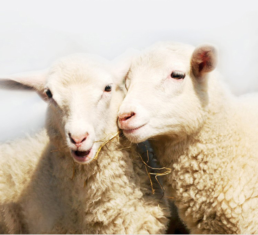 Men's Premium Cashmere Blend Sweater Chunky Knit Crew Neck Pullover Winter Warm Relaxed Fit Knitwear | JW-039