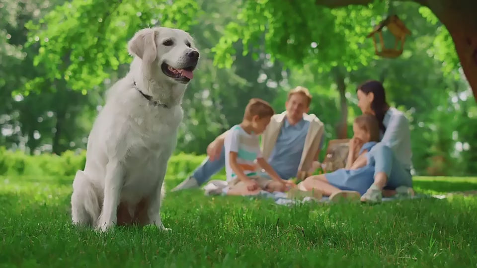 Hochwertiger drahtloser Haustier-Ortungsgerät, Haustierhalsband, GPS, Mini-Haustier-Tracking-Ortungsgerät | S26L 